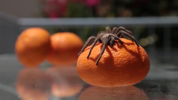 Araña Tarántula Sentada Sobre Una Mandarina — Vídeos de Stock
