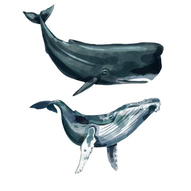 Watercolor set. Whale and sperm whale on a white isolated background clipart