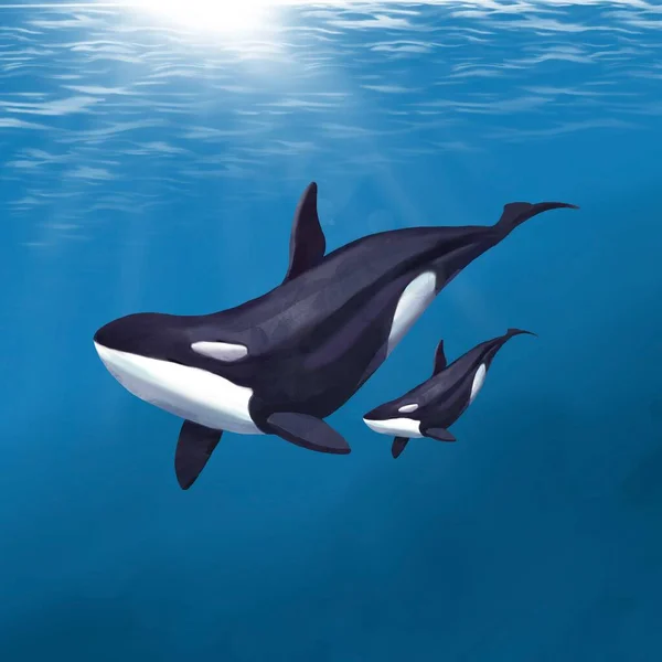Acquerello balena killer con un cucciolo su uno sfondo blu — Foto Stock