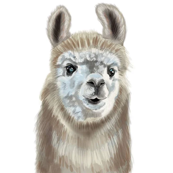 Watercolor portrait of alpaca. Realistic illustration. Cute llama — Stock Photo, Image