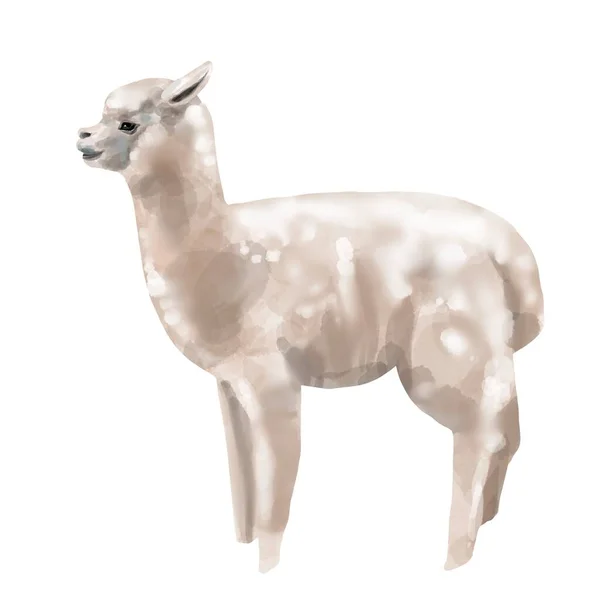 Akvarell alpacka. LLama hög kvalitet illustration. Isolerad på en vit bakgrund — Stockfoto