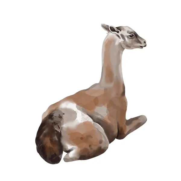 Akvarell alpacka. LLama hög kvalitet illustration. Isolerad på en vit bakgrund — Stockfoto