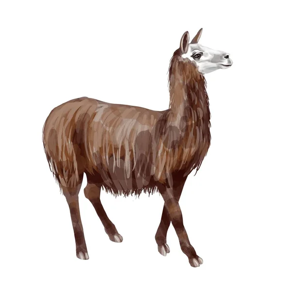 Alpaca aquarela. Ilustração de alta qualidade LLama. Isolado sobre um fundo branco — Fotografia de Stock
