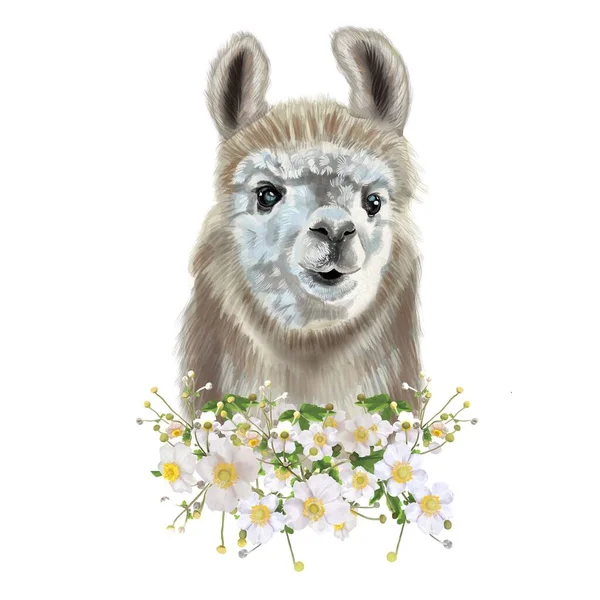 Retrato en acuarela del Lama. Ilustración Alpaca. Aislado sobre un fondo blanco —  Fotos de Stock