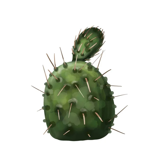 Cactus ad acquerello, isolato su sfondo bianco — Foto Stock