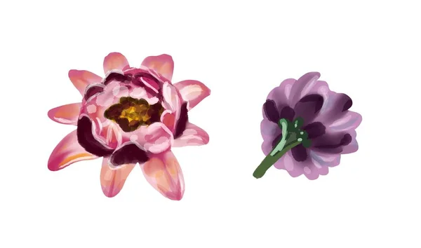 Conjunto aquarela de cores de flores. Branco e rosa isolado em um fundo branco — Fotografia de Stock