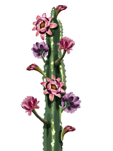 Akvarell kaktus i blommor. Isolerad på en vit bakgrund — Stockfoto