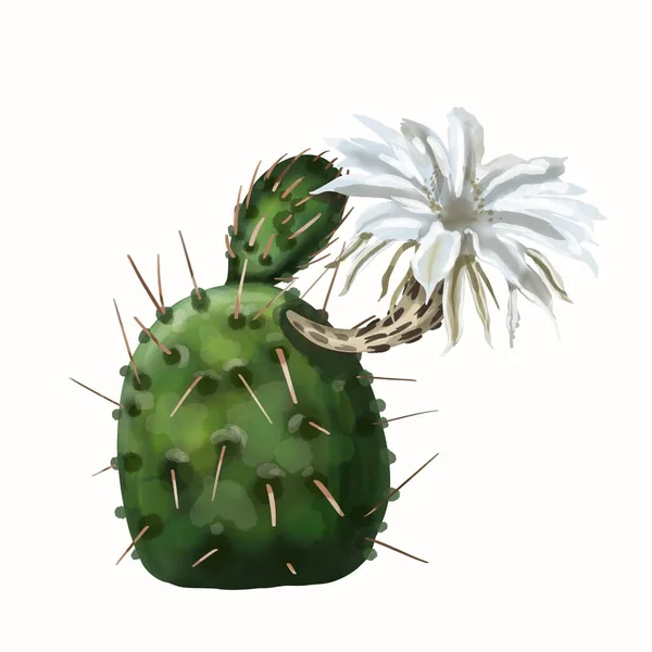 Cactus acquerello in fiori. Isolato su sfondo bianco — Foto Stock