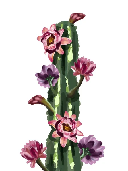 Aquarelcactus in bloemen. Geïsoleerd op een witte achtergrond — Stockfoto
