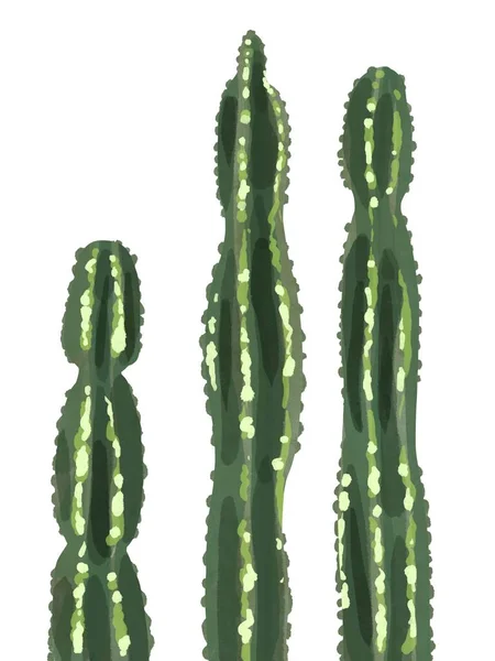 Акварельный кактус, выделенный на белом фоне — стоковое фото