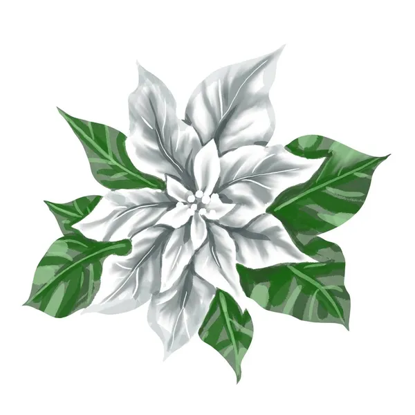 水彩画Poinsettia圣诞之星白色背景下的圣诞花朵 — 图库照片