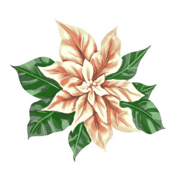 Acuarela Poinsettia. Estrella de Navidad. Flor de Navidad aislada sobre un fondo blanco —  Fotos de Stock