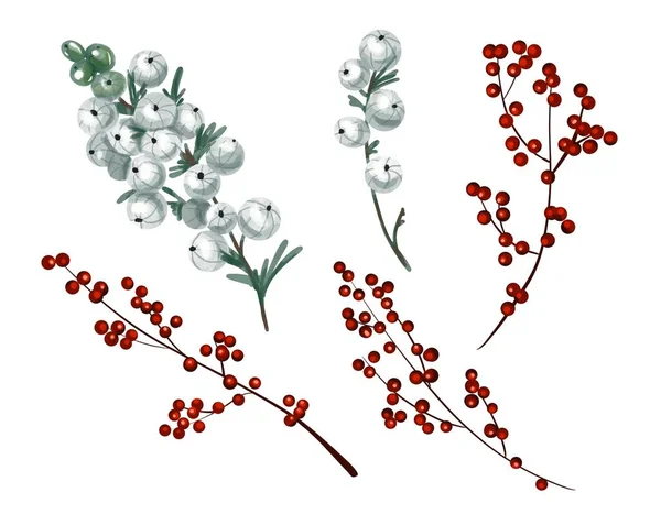 水彩画冬季浆果。白色背景的孤立浆果 — 图库照片