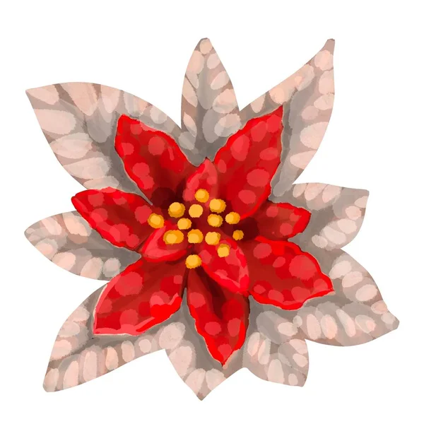 Watercolor Poinsettia. Estrela de Natal. Flor de Natal isolado em um fundo branco — Fotografia de Stock