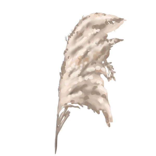 Υδατογραφία pampas γρασίδι απομονώνονται σε λευκό φόντο. Μπουκέτο με ξηρά βότανα. Μοντέρνα διακόσμηση — Φωτογραφία Αρχείου