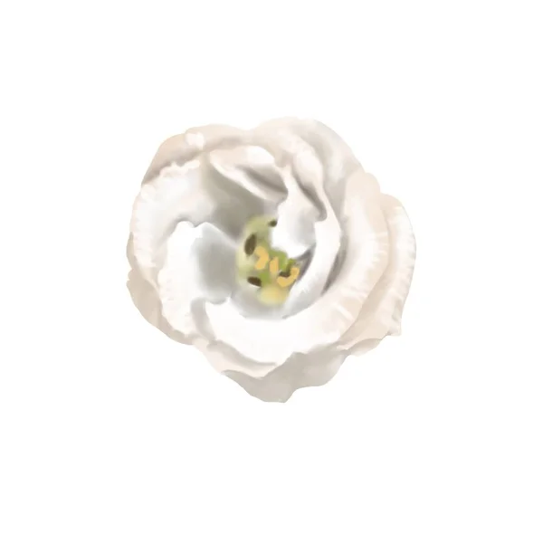 La acuarela es blanca Eustoma o Lisianthus. composición de flores —  Fotos de Stock