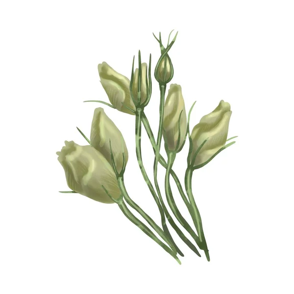 A aquarela é branca Eustoma ou Lisianthus. composição da flor — Fotografia de Stock