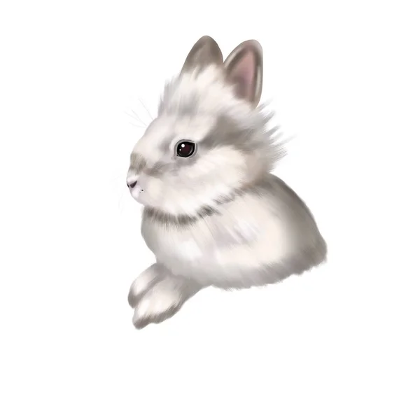 Suluboya gerçekçi beyaz tavşan. Bir tavşanın tasviri. Tavşancık dikizliyor — Stok fotoğraf