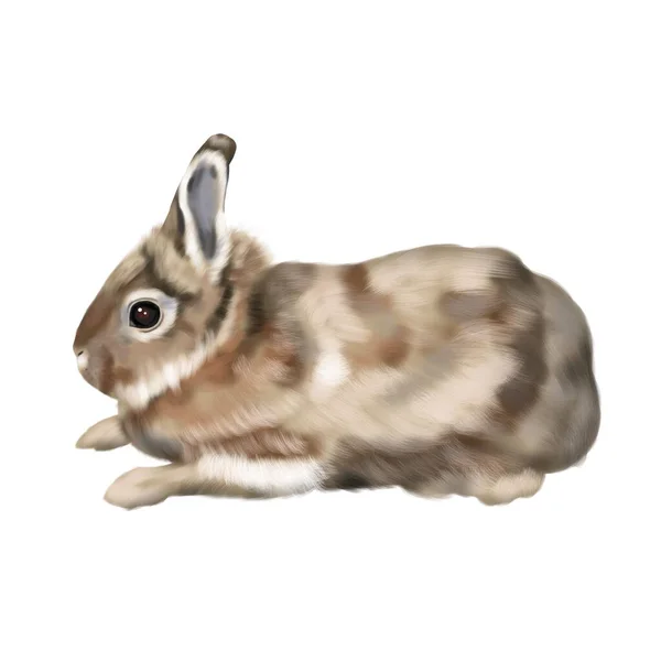Akwarela realistyczny czerwony królik. Ilustracja króliczka na boku — Zdjęcie stockowe