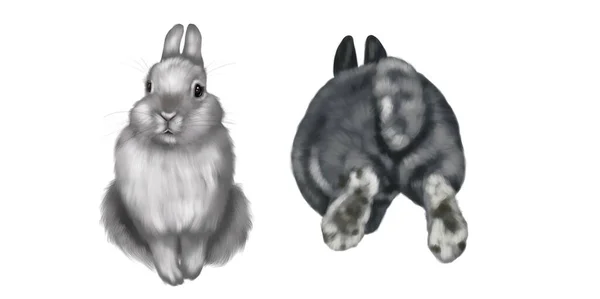 Gerçekçi tavşanlar. Beyaz arkaplanda renkli tavşanların suluboya çizimi — Stok fotoğraf