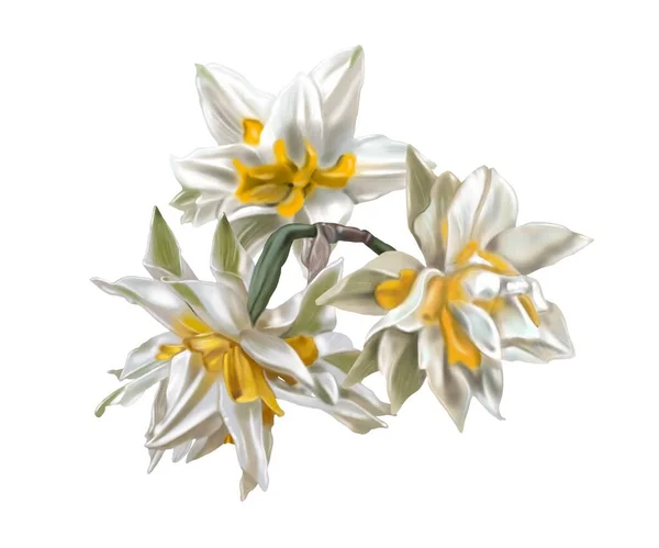 Akwarelowe żonkile Terry 'ego. Ilustracja białego żonkila. biały-żółty kwiat realistyczne — Zdjęcie stockowe