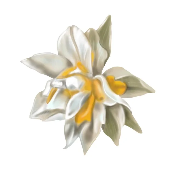 Aquarel badstof narcissen. Illustratie van een witte narcis. wit-gele bloem realistisch — Stockfoto