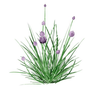 Suluboya mor çayır çiçekleri. Beyaz arkaplanda izole edilmiş buket