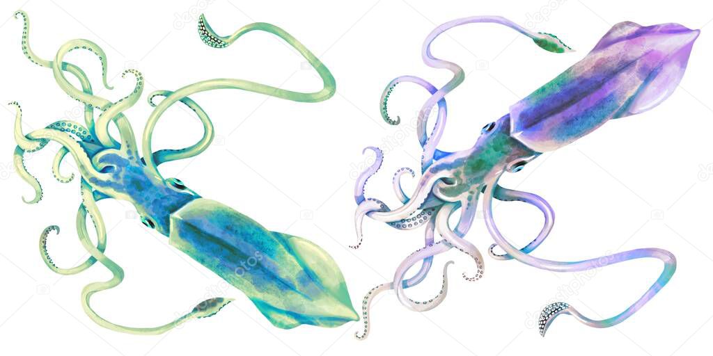 The watercolor set is a bright squid. multicolored squid isolated on a white background.