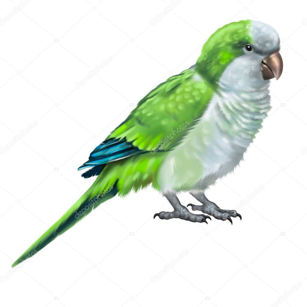 monk parakeet. Green Quaker parrot watercolor illustration. Realistic bird