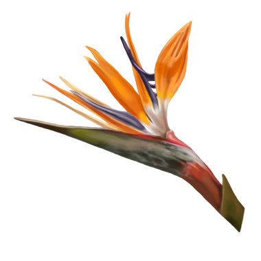 Strelitzia çiçeğinin gerçekçi çizimi. Suluboya turuncu strelitzia.