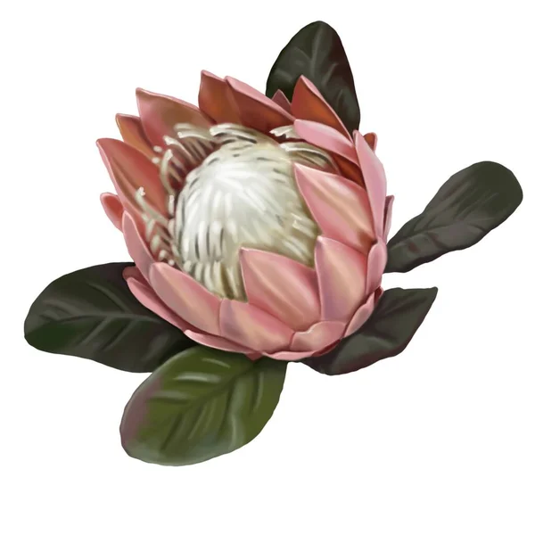 Protea. akvarell rózsaszín Proteus. A virág valósághű fehér alapon. rózsaszín szirmok és fehér mag részletes — Stock Fotó