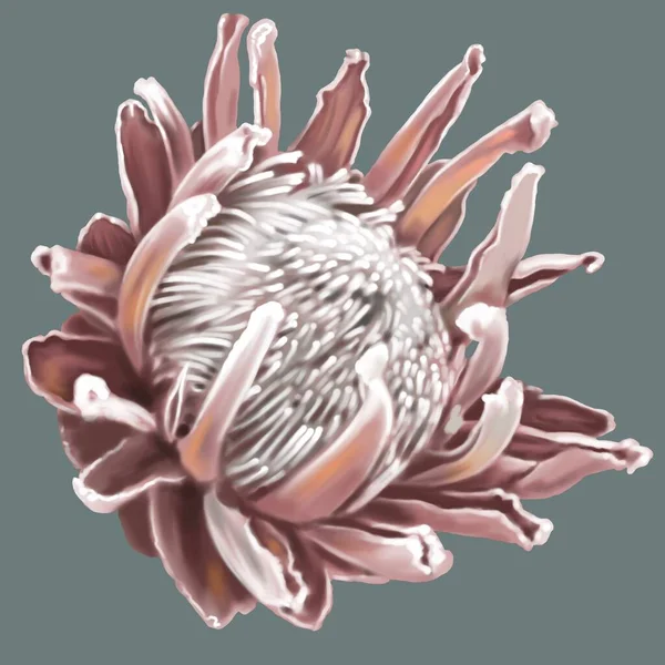 Protea 。水彩画粉蛋白。干燥的花朵在灰色的背景上是现实的.粉红花瓣及白色核心的细部 — 图库照片