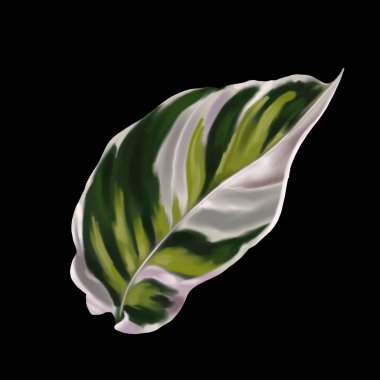 Caladium watercolor leaf. Tropical isolated leaf. High quality illustration
