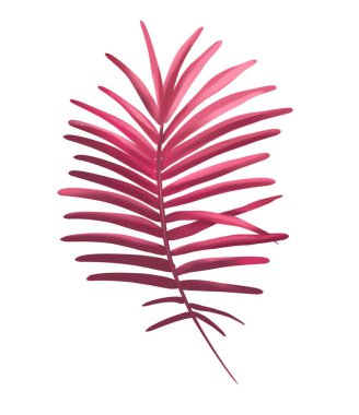Watercolor pink palm leaf. Tropical foliage isolated on a white background. High quality illustration