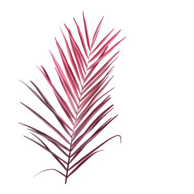Watercolor pink palm leaf. Tropical foliage isolated on a white background. High quality illustration