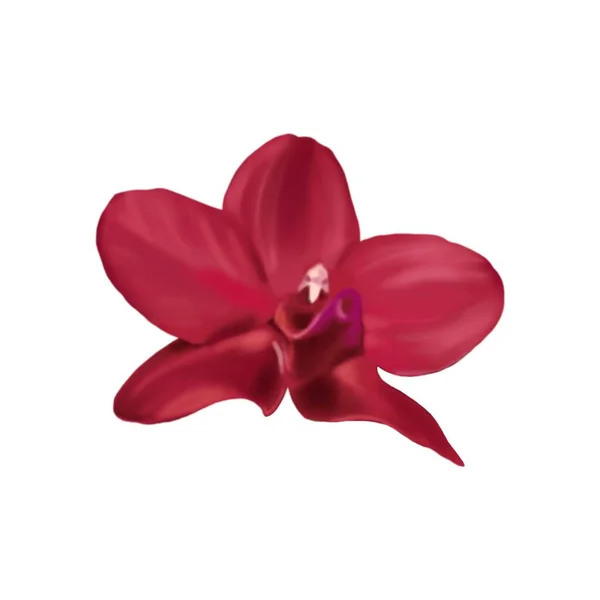 Watercolor Red Orchid Phalaenopsis Realistic Tropical Flower Isolated Illustration High — Foto de Stock