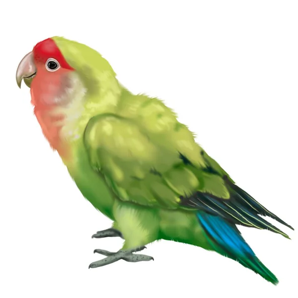 Watercolor Parrot Green Lovebird Red Head Watercolor Illustration Bird Realistic — Foto Stock