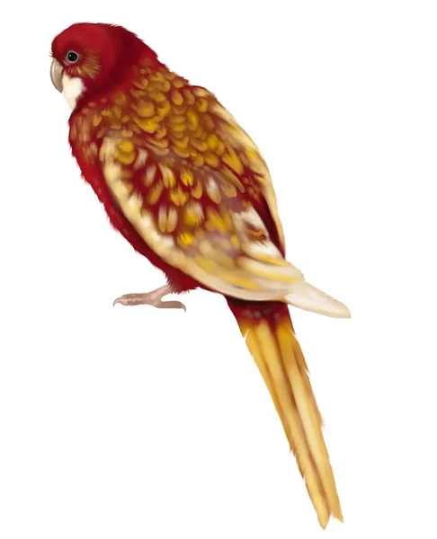 Watercolor Bird Rosella Red Parrot Red Yellow Parrot Realistic Illustration — 图库照片