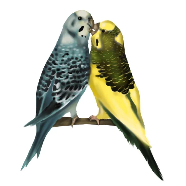 Kissing Budgerigars Parrot Yellow Green White Blue Watercolor Illustration Birds — Stock Photo, Image