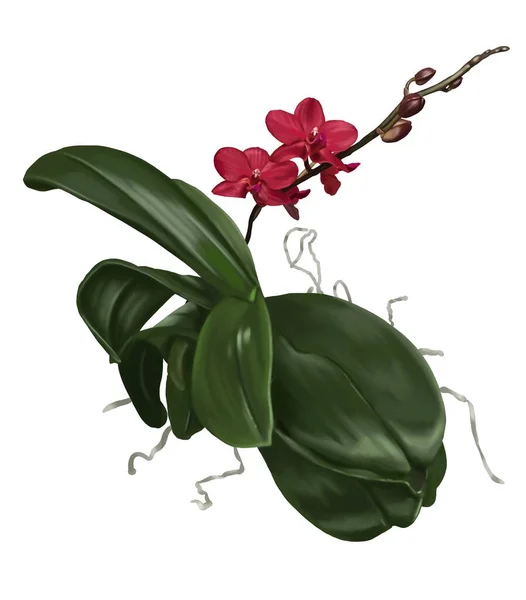 Watercolor Red Orchid Phalaenopsis Realistic Tropical Flower Isolated Illustration High — ストック写真