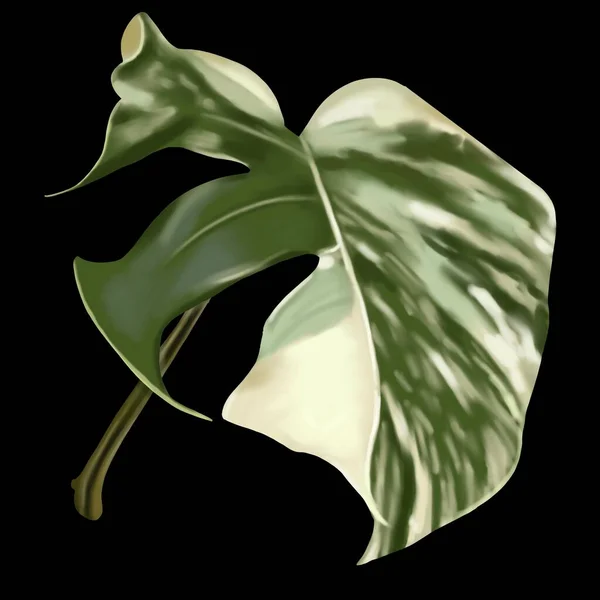 Sheet Monstera Alba Tropical Leaf White Spots Watercolor Sheet High — Stok fotoğraf