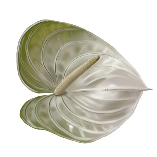 Green Anthurium Watercolor Realistic Illustration Flower Beautiful Anthurium High Quality — 图库照片