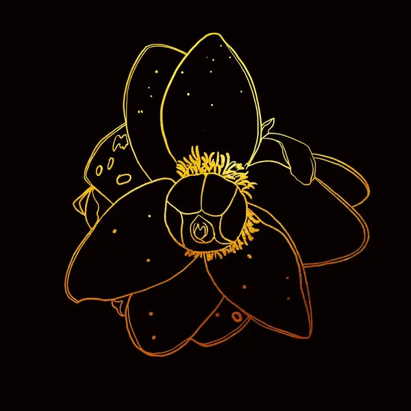 golden linear art. Golden banana flower. Graphic illustration on a black background. High quality illustration