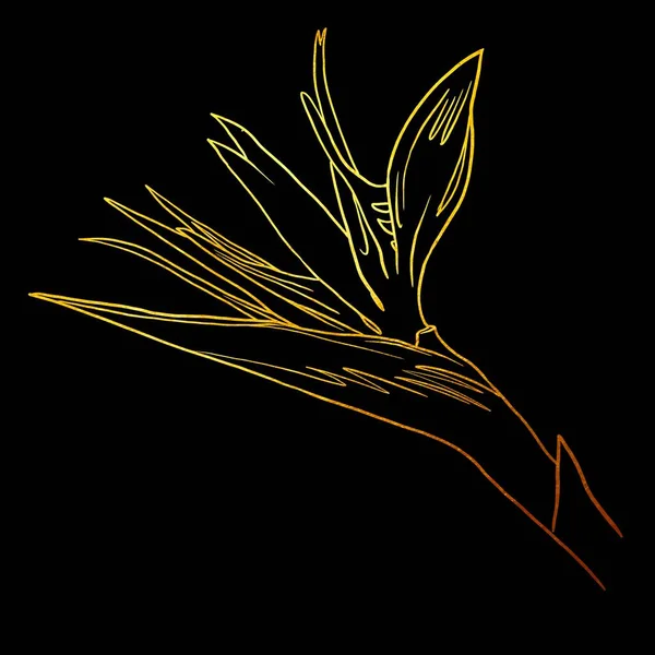 Bird of Paradise. golden linear art. Golden Strelitzia. Graphic illustration on a black background. High quality illustration
