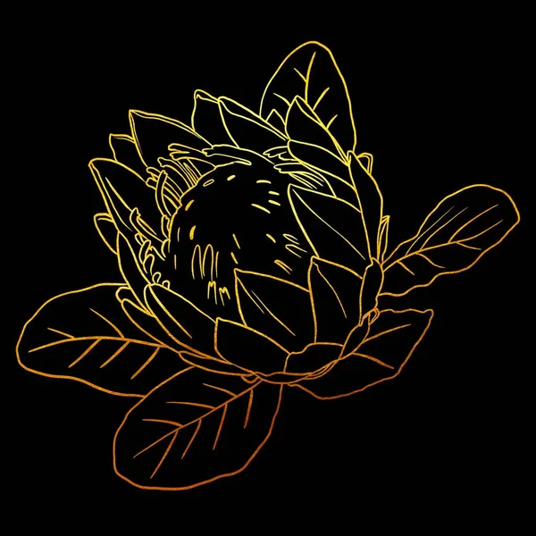 golden linear art. Golden Proteus. Graphic illustration on a black background. High quality illustration