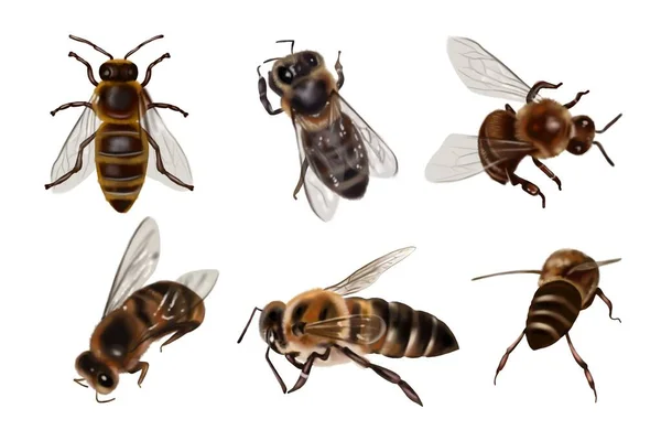 Realistische Set Honingbijen Close Van Aquarel Honingbijen Hoge Kwaliteit Illustratie — Stockfoto