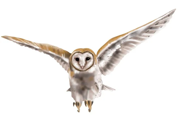 Watercolor Flying Owl Barn Owl Realistic Illustration Owl White Bird — Stock Photo, Image