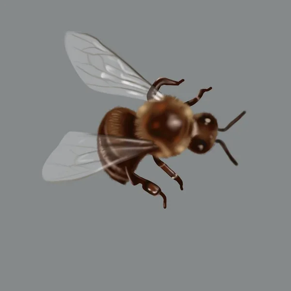 Aquarel Realistische Bij Honingbijen Geïsoleerd Hoge Kwaliteit Illustratie — Stockfoto
