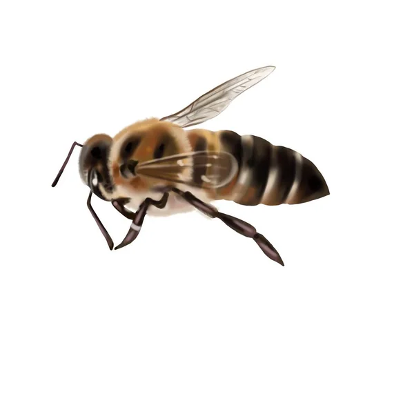 Akvarel Realistické Včely Včely Izolované Vysoce Kvalitní Ilustrace — Stock fotografie