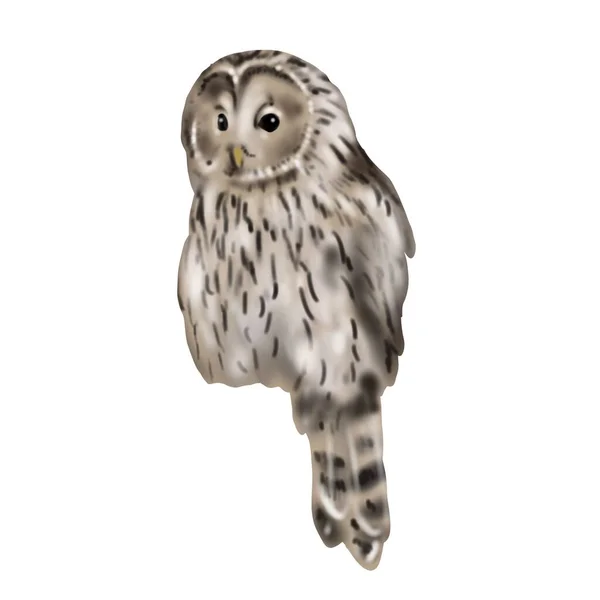 Illustration Aquarelle Hibou Assis Chouette Fauve Réaliste Hibou Brun Illustration — Photo